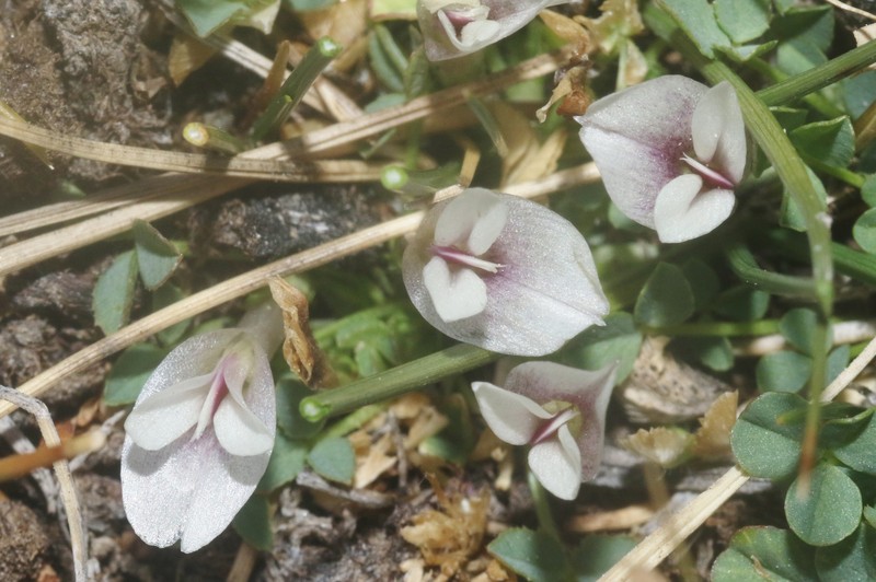 Trifolium monanthum subsp. monanthum photo 5