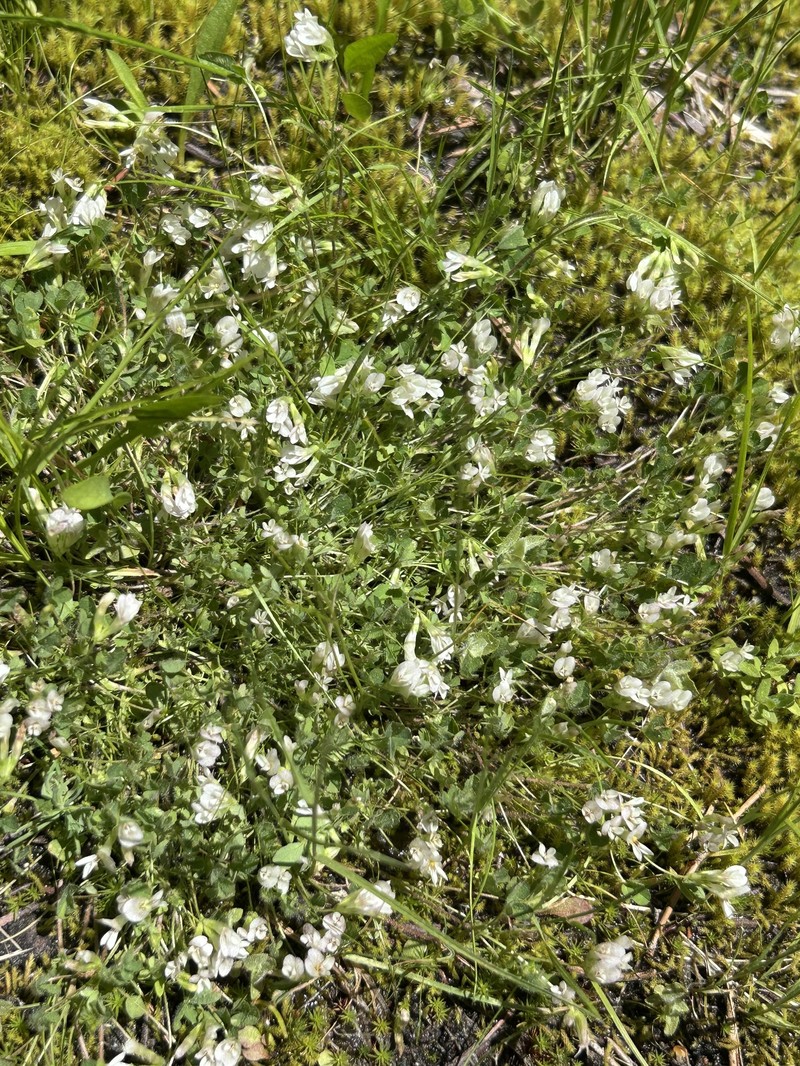 Trifolium monanthum subsp. monanthum photo 6