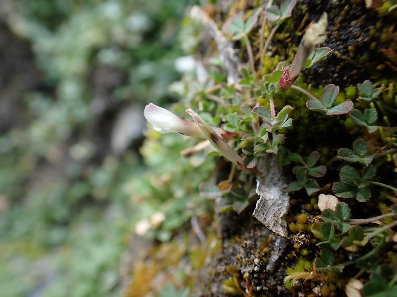 Trifolium monanthum subsp. monanthum photo 8