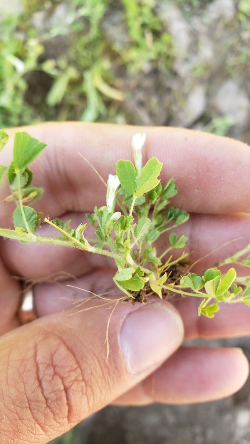Trifolium monanthum subsp. parvum