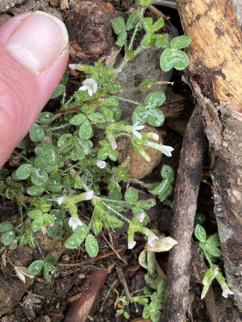 Trifolium monanthum subsp. parvum photo 2