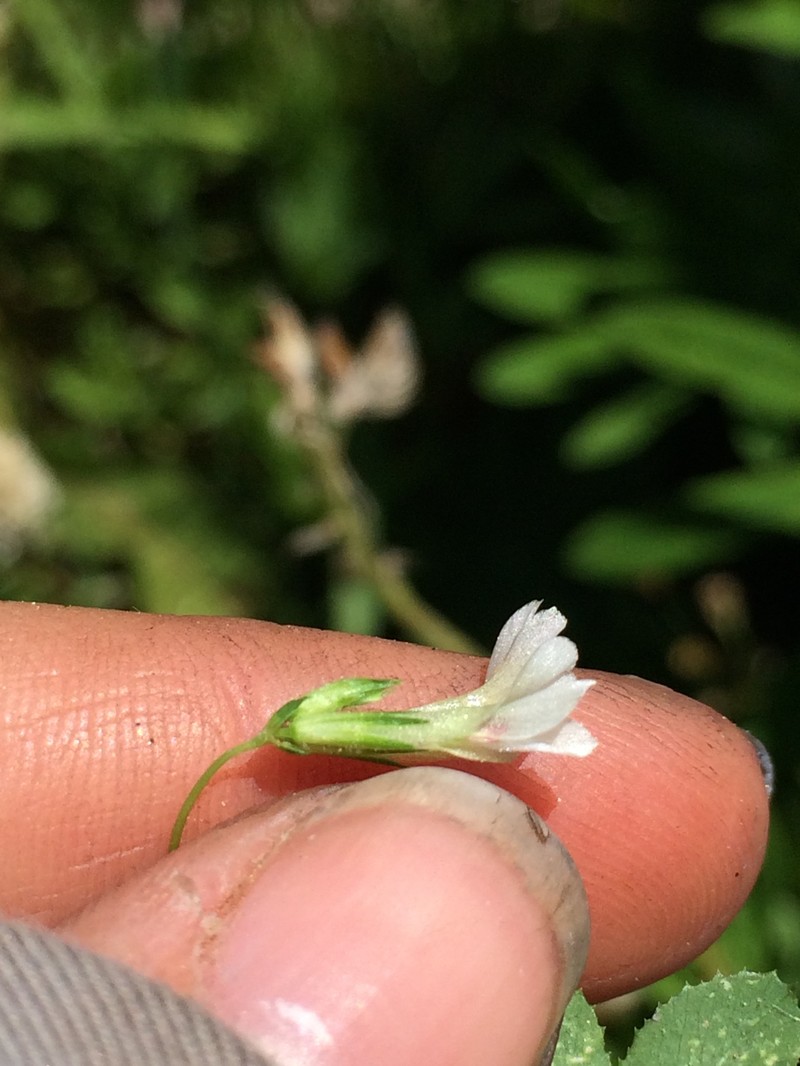 Trifolium monanthum subsp. parvum photo 3