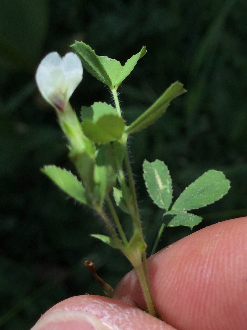 Trifolium monanthum subsp. parvum photo 5