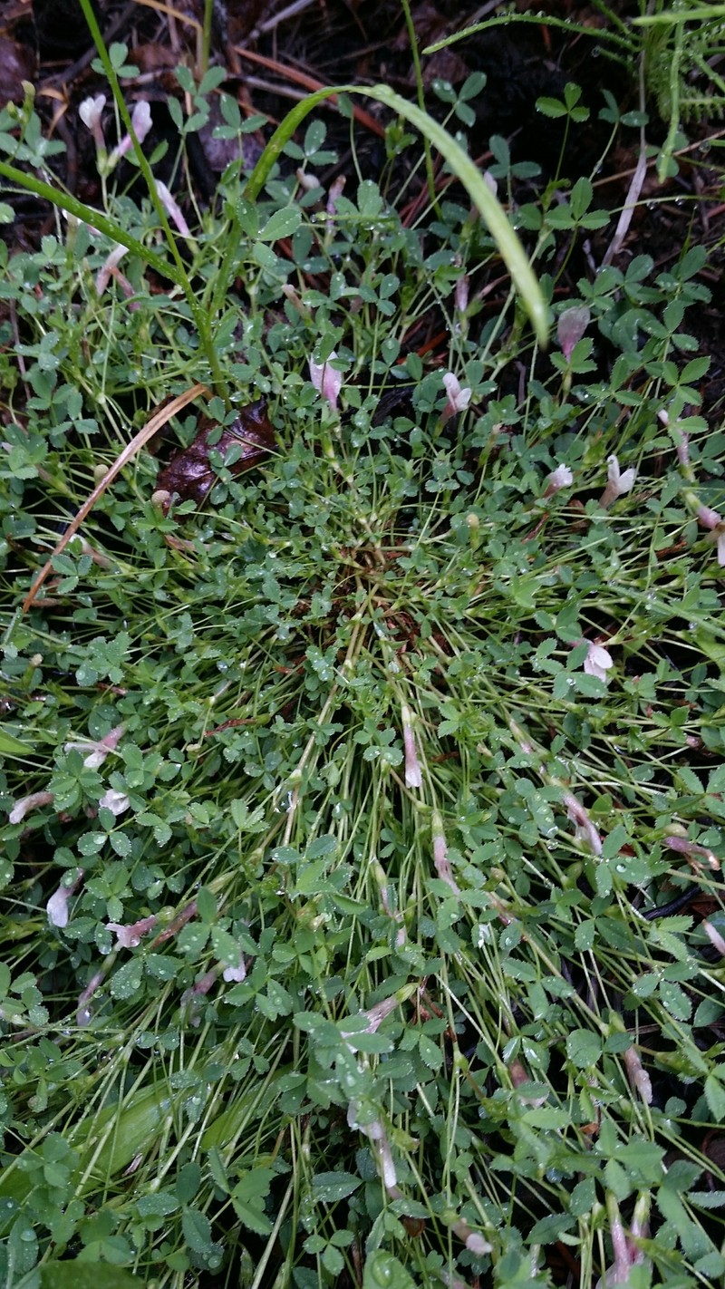 Trifolium monanthum subsp. parvum photo 6