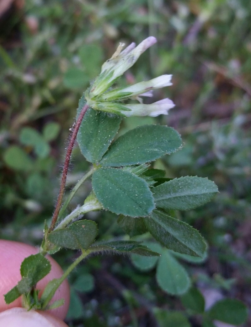Trifolium monanthum subsp. parvum photo 7