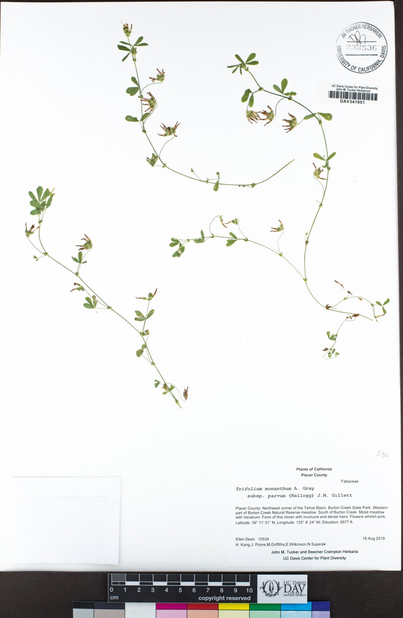 Trifolium monanthum subsp. parvum photo 8