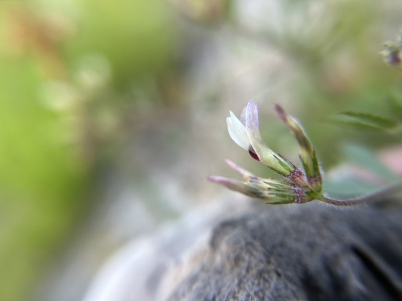 Trifolium monanthum subsp. tenerum
