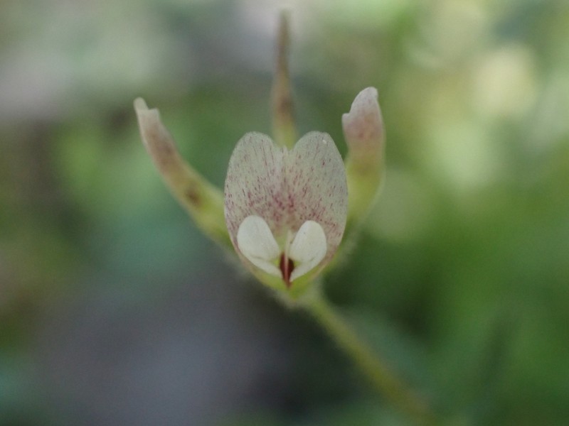 Trifolium monanthum subsp. tenerum photo 2