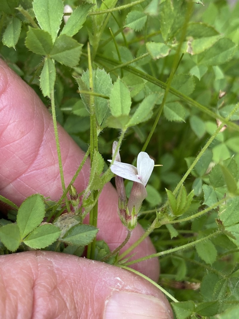 Trifolium monanthum subsp. tenerum photo 3