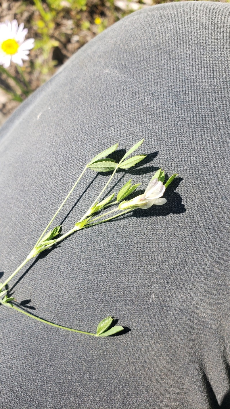 Trifolium monanthum subsp. tenerum photo 4
