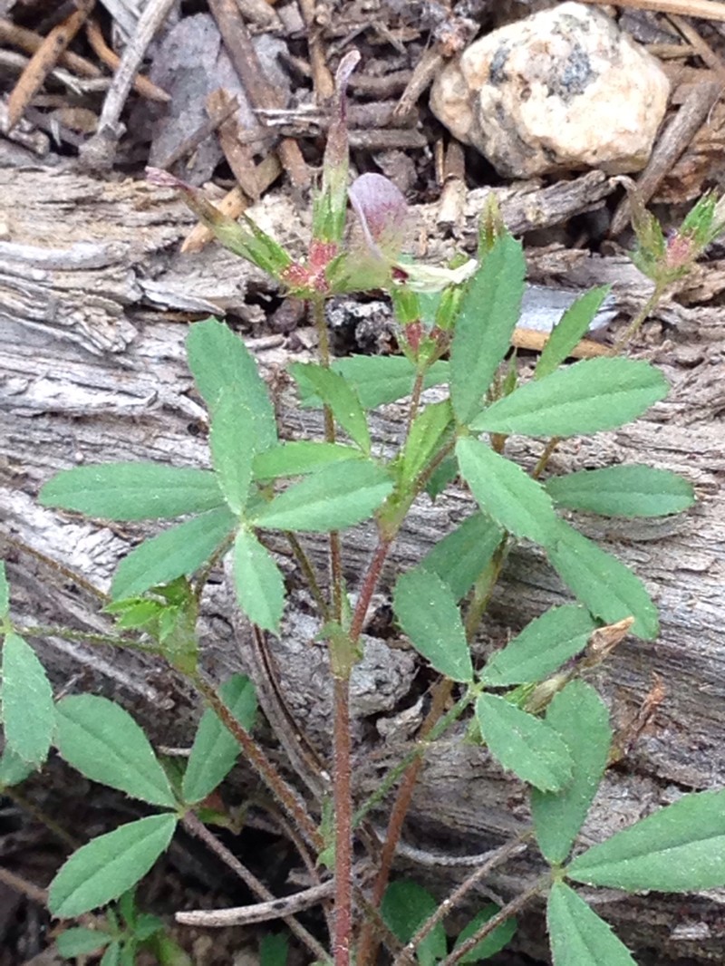 Trifolium monanthum subsp. tenerum photo 5