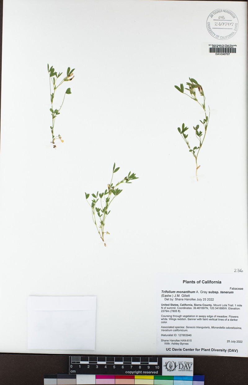 Trifolium monanthum subsp. tenerum photo 6