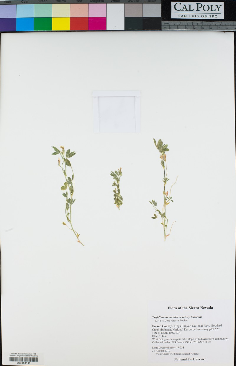 Trifolium monanthum subsp. tenerum photo 7