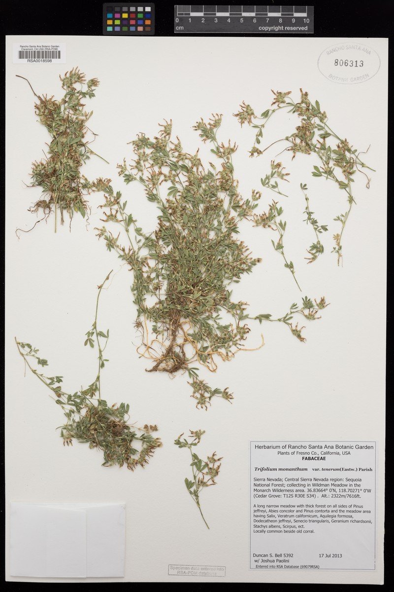 Trifolium monanthum subsp. tenerum photo 8