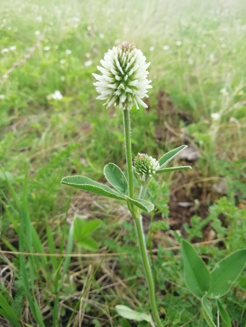 Mountain Clover photo 2
