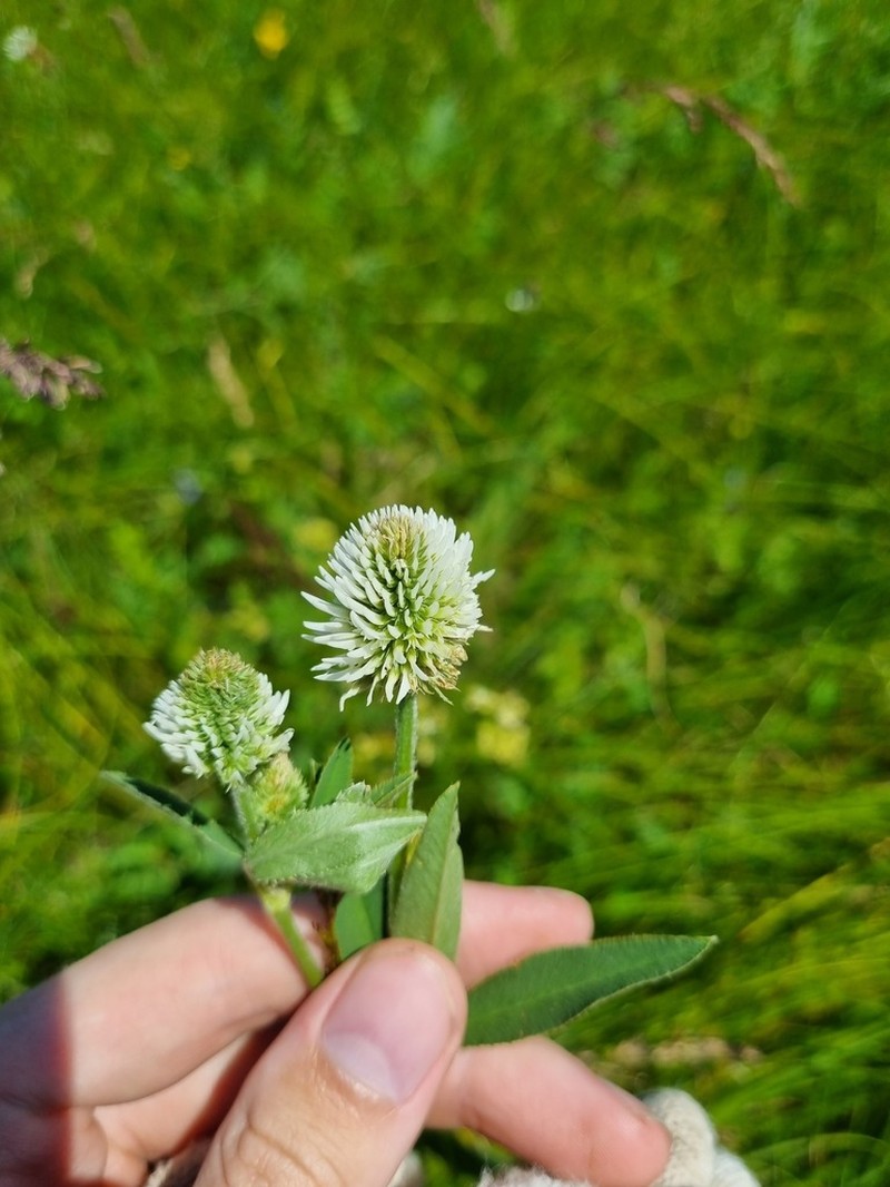 Mountain Clover photo 3