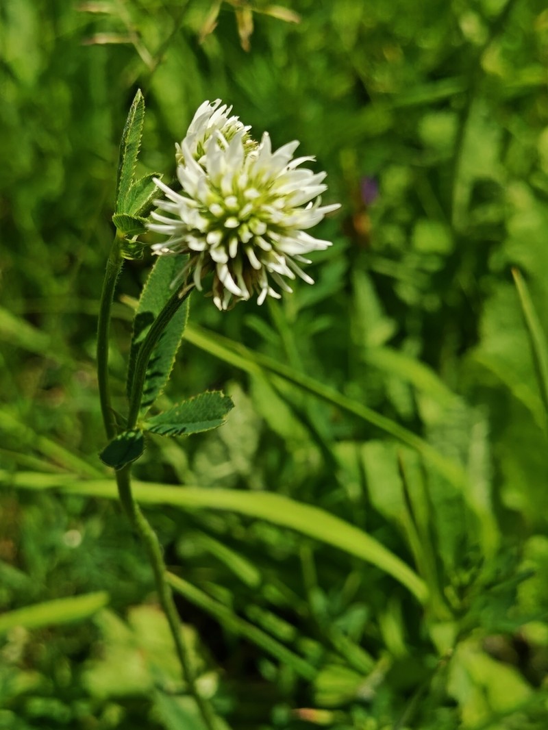 Mountain Clover photo 4