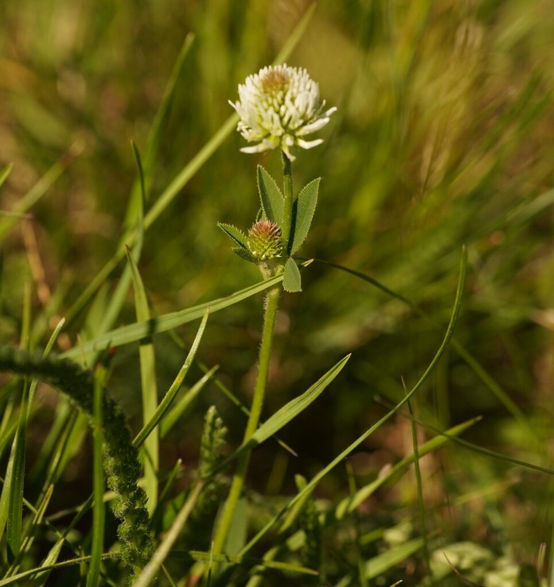 Mountain Clover photo 5