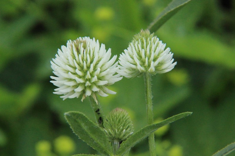 Mountain Clover photo 6