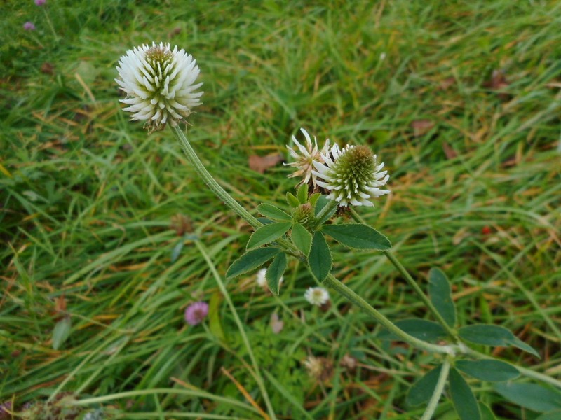 Mountain Clover photo 7