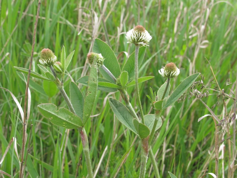 Mountain Clover photo 8