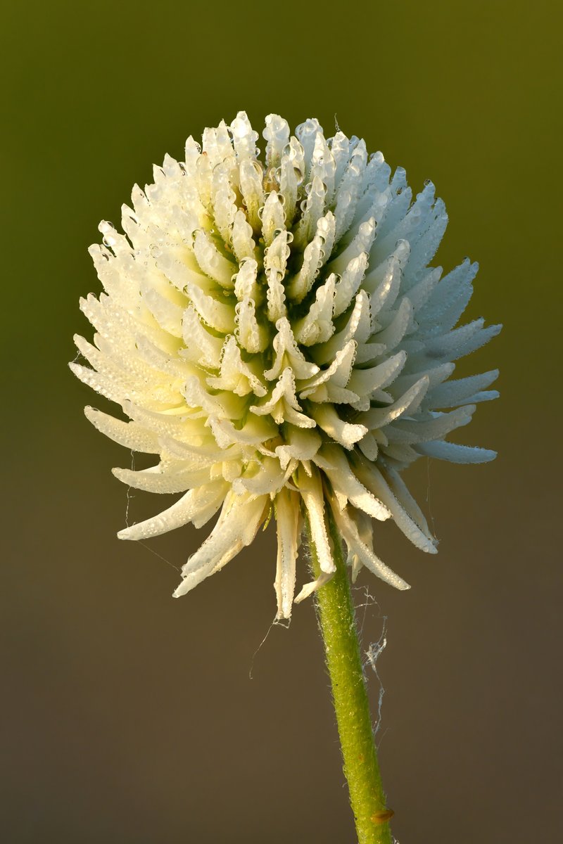 Mountain Clover