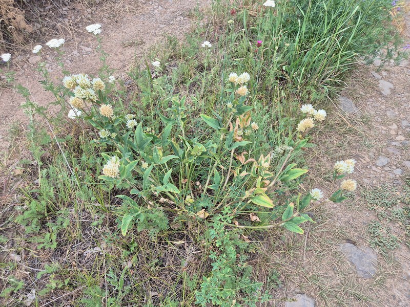 Trifolium montanum subsp. humboldtianum
