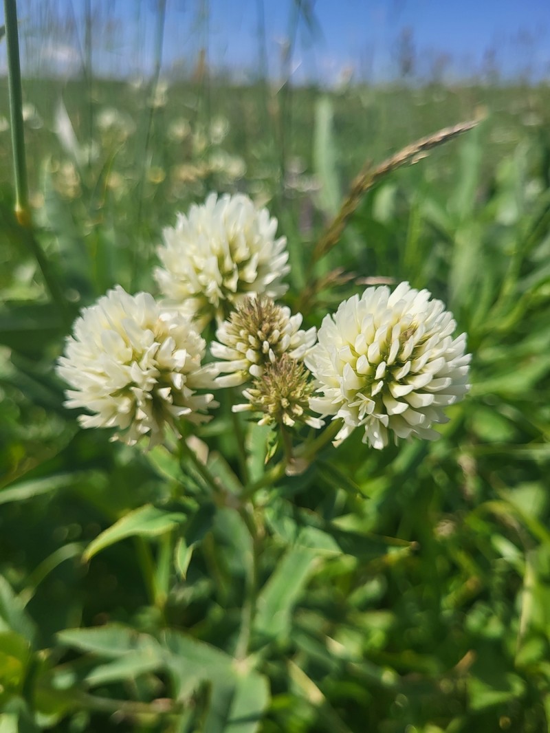 Trifolium montanum subsp. humboldtianum photo 2