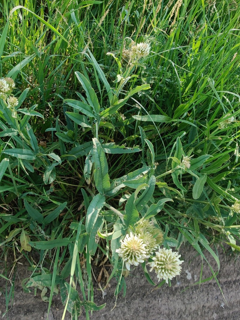 Trifolium montanum subsp. humboldtianum photo 3