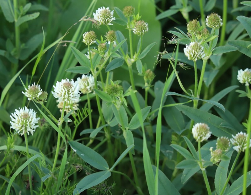Trifolium montanum subsp. humboldtianum photo 4