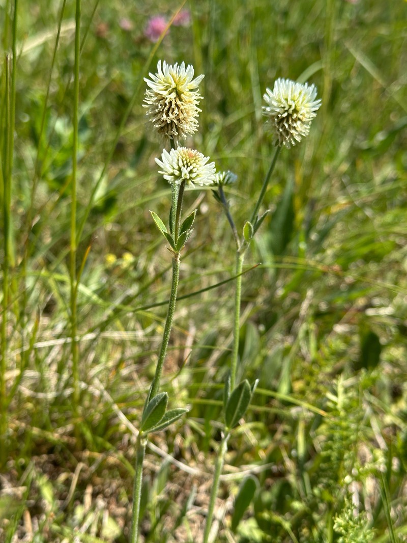 Trifolium montanum subsp. montanum