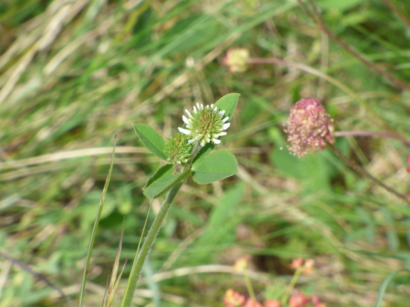 Trifolium montanum subsp. montanum photo 2