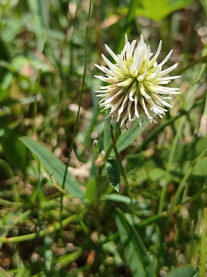 Trifolium montanum subsp. montanum photo 3