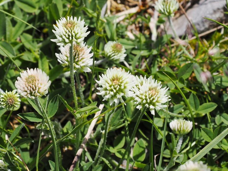 Trifolium montanum subsp. montanum photo 4