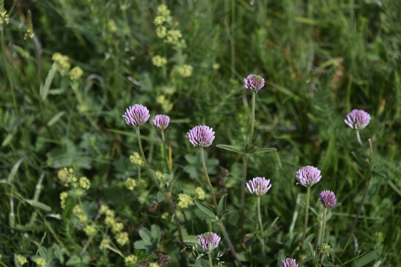 Trifolium montanum subsp. rupestre