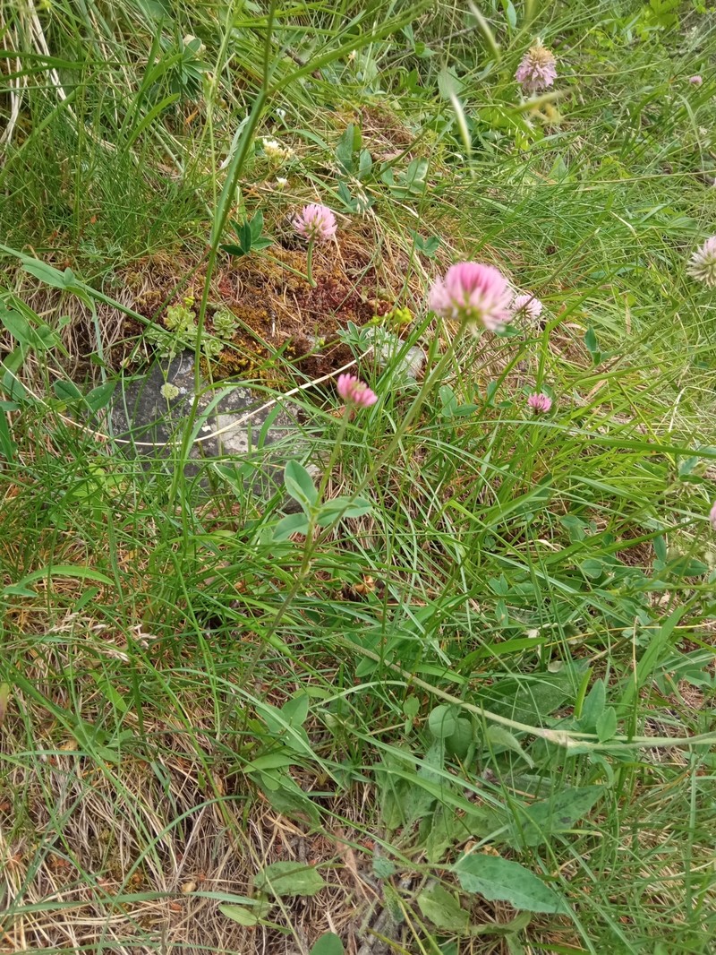Trifolium montanum subsp. rupestre photo 2