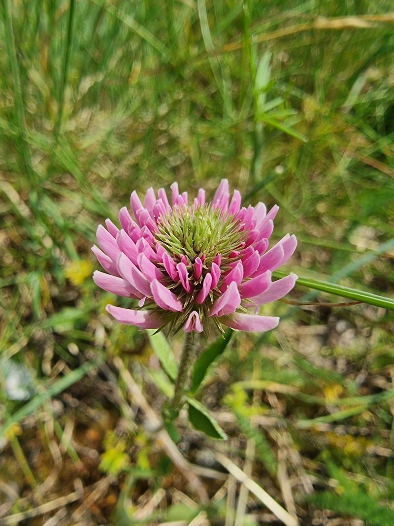 Trifolium montanum subsp. rupestre photo 3