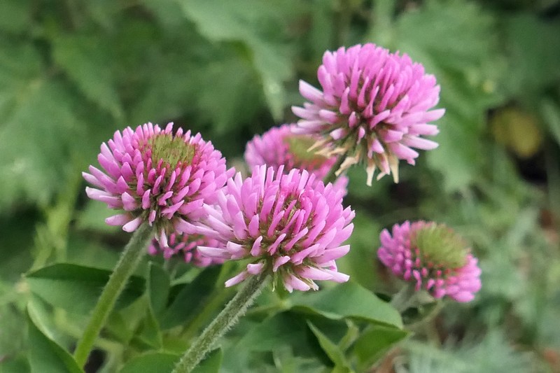 Trifolium montanum var. gayanum