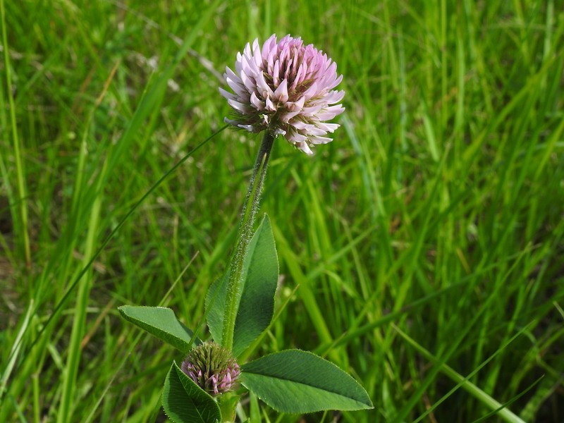 Trifolium montanum var. gayanum photo 2