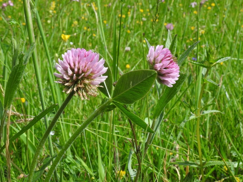 Trifolium montanum var. gayanum photo 3