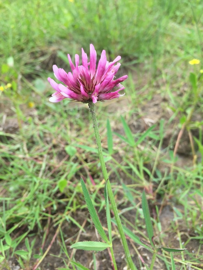 Cusp Clover photo 2