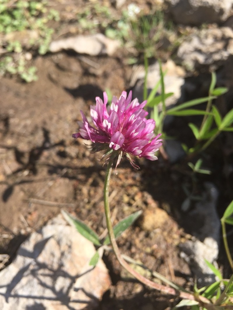 Cusp Clover photo 3