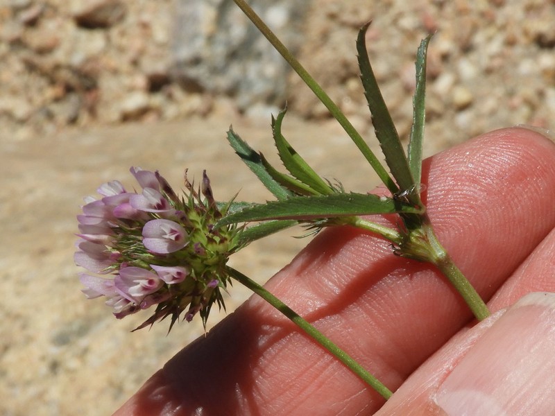 Cusp Clover photo 4