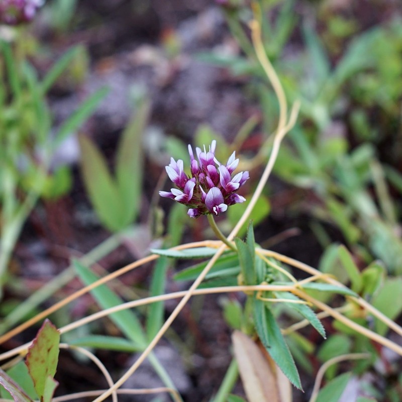 Cusp Clover photo 7