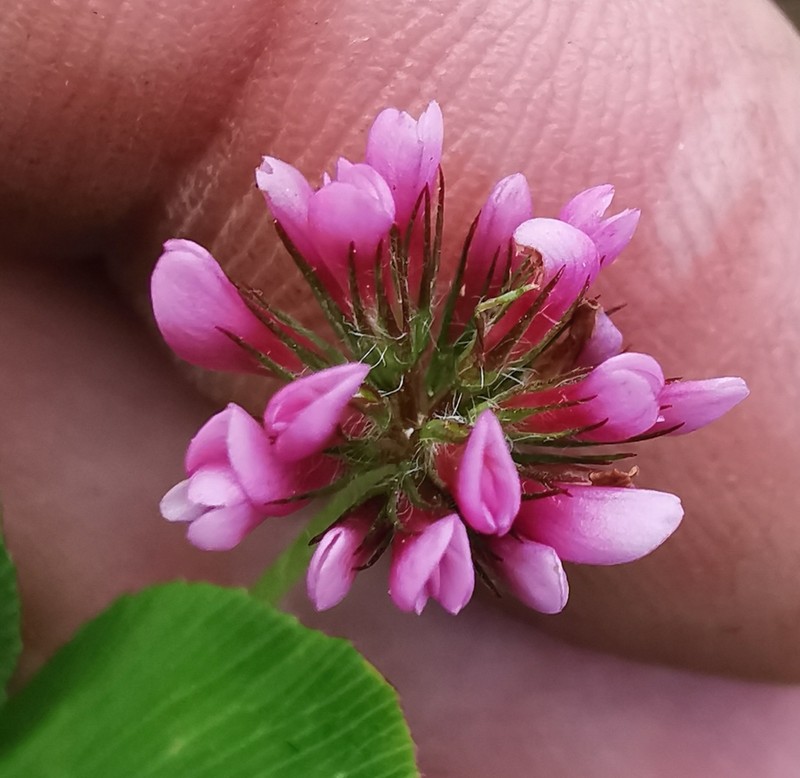 Cusp Clover photo 8