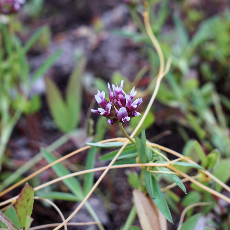 Trifolium mucronatum subsp. lacerum
