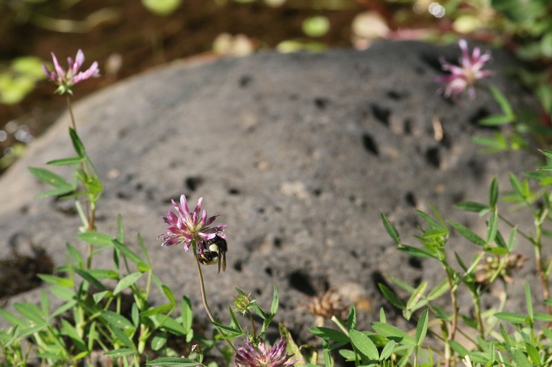 Trifolium mucronatum subsp. lacerum photo 2