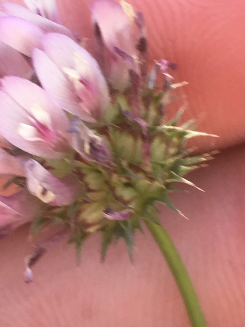 Trifolium mucronatum subsp. lacerum photo 3