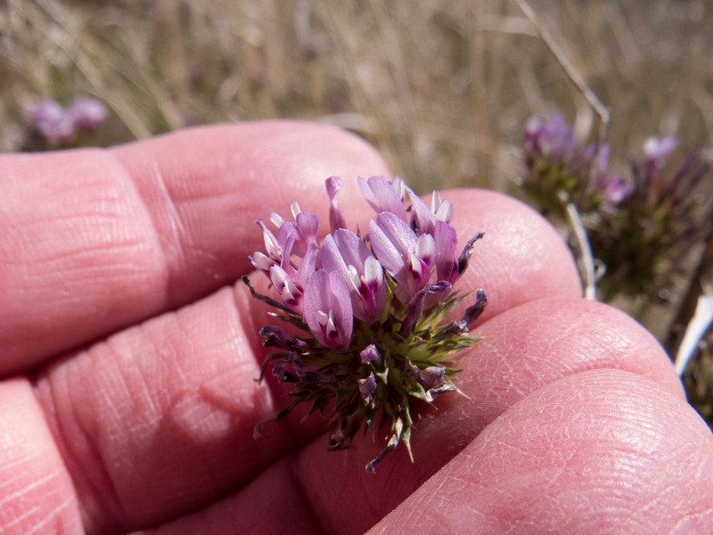 Trifolium mucronatum subsp. lacerum photo 4