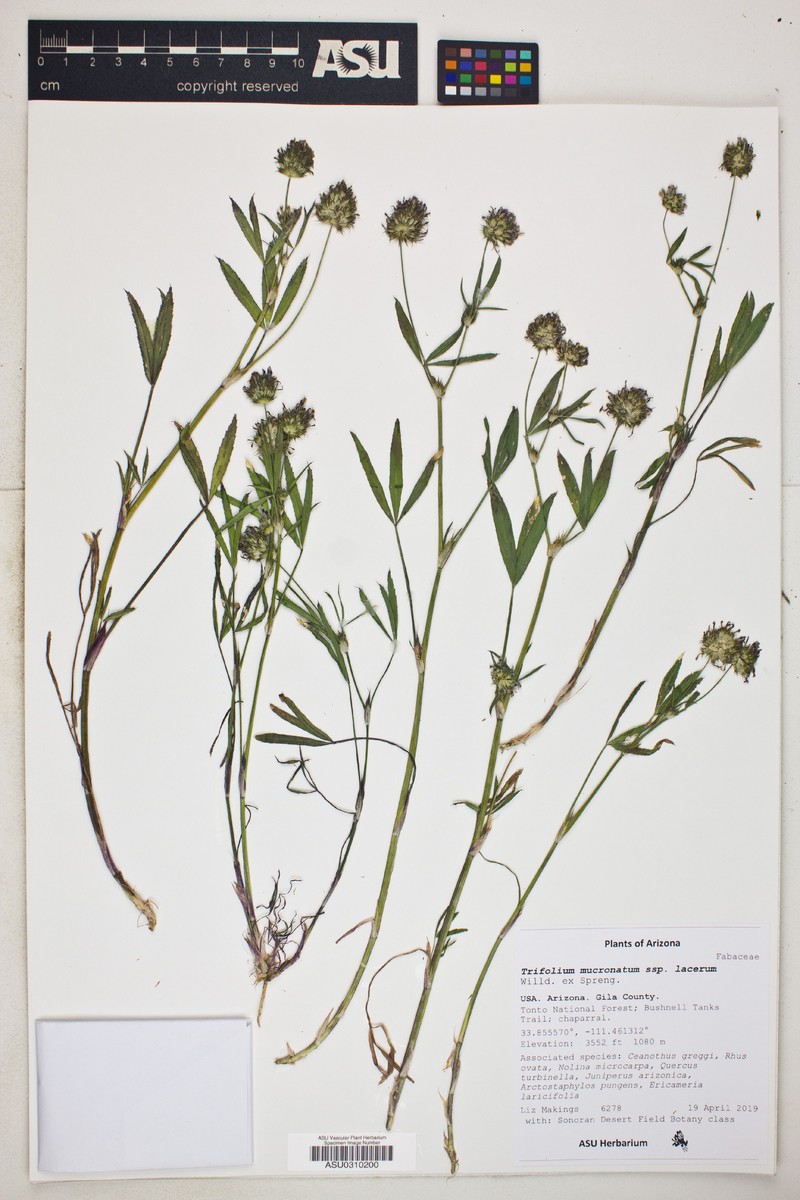 Trifolium mucronatum subsp. lacerum photo 5